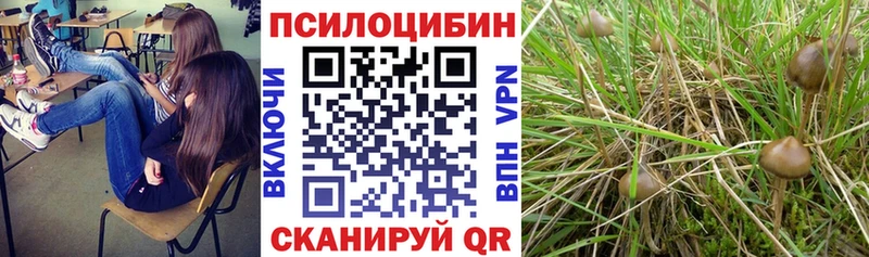 Галлюциногенные грибы Psilocybine cubensis что такое Рыльск